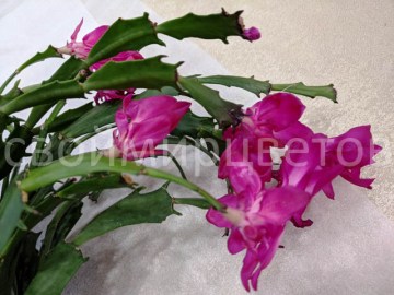 Шлюмбергера Konpeitou Pink